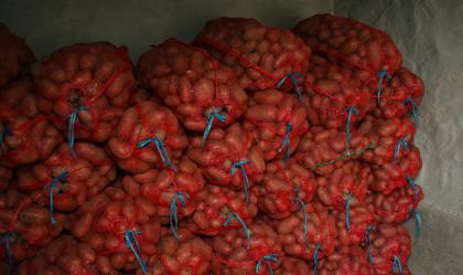 Vand cartofi de consum si cartofi furajeri