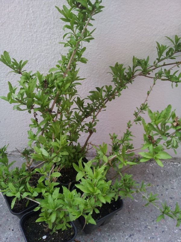 Vand arbusti GOJI si ARONIA