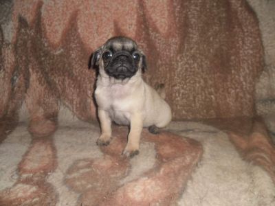 Catei Mops (Pug) Negrii si Bej