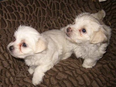 pui bichon maltese-pret promotional