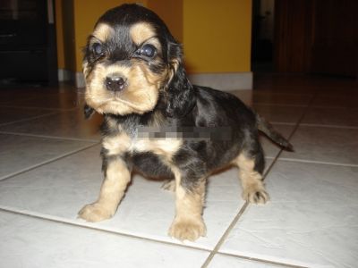 Cocker spaniel  cu carnet de sanatate