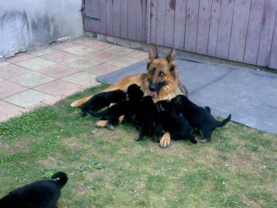Pui ciobanesc german cu pedigree