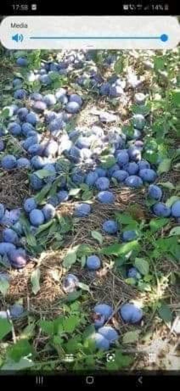 Prune pentru țuică 