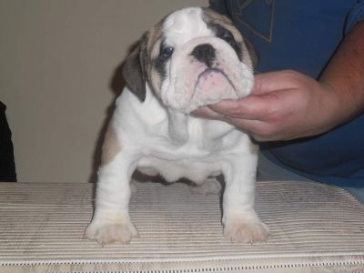 Vand pui Bulldog Englez cu pedigree