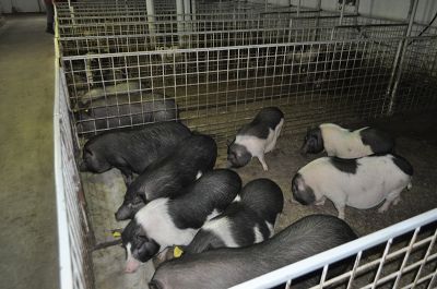Vand porci vietnamezi