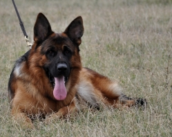 ciobanesc german cu pedigree