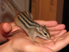 Vand veverite siberiene 