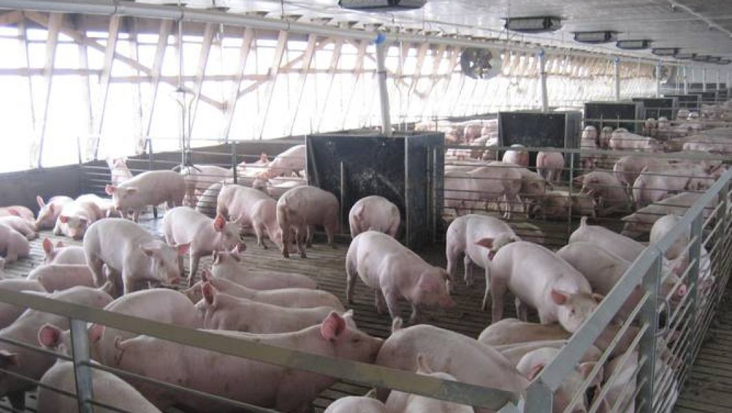 Ferma de porci in Germania 1500E