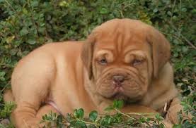 Dog Bordeaux