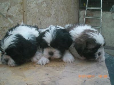 Vand pui rasa shih-tzu-pret promotional