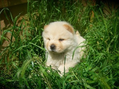 Chow chow  s u p e r b i  la pret accesibil! 
