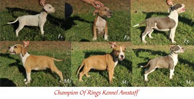 Vand catei AMSTAFF cu pedigree