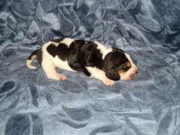 Vand pui Basset Hound 