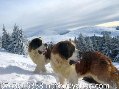 VAND SAINT BERNARD