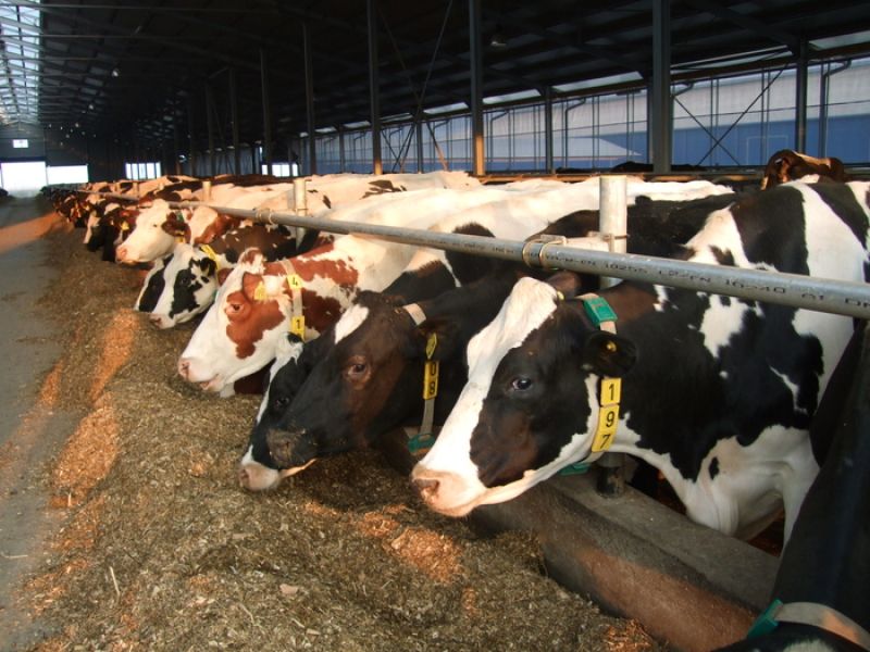 Munca ferme germania