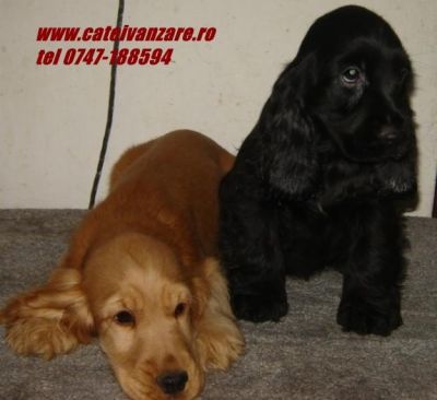 Cocker spaniel diverse culori