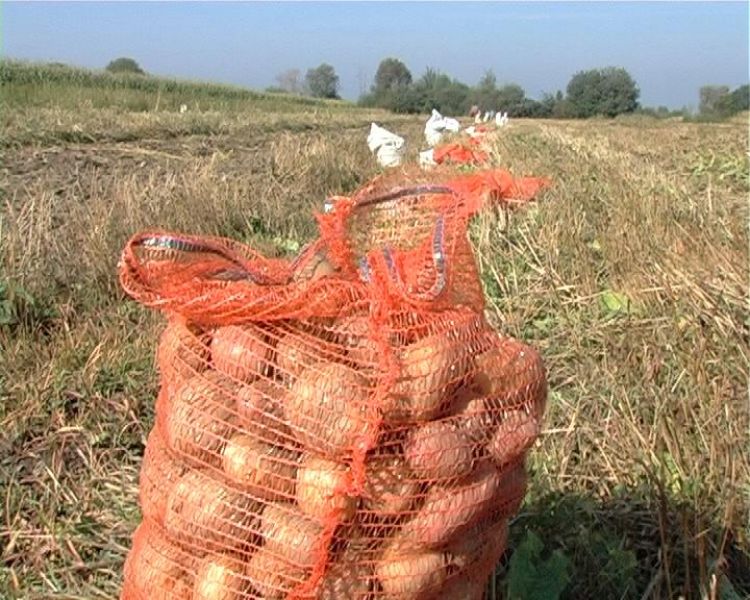 Vand cartofi de consum si cartofi furajeri