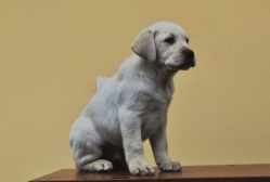 Vand catei Labrador Retriever 