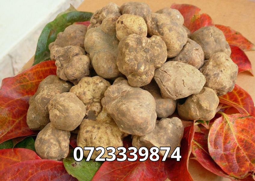 Trufe-Tartufi de sezon proaspat culese din padure