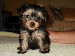 Vand pui de Yorkshire Terrier
