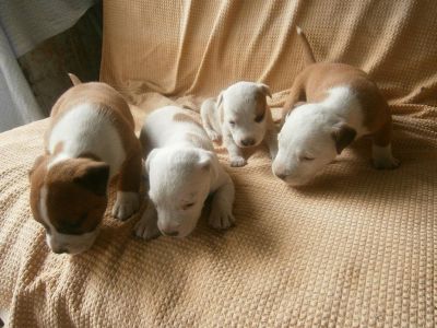 pui pitbull