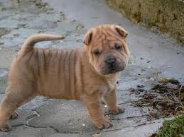 Shar Pei