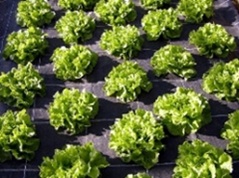AGROTEXTIL - 1,60 ron/mp 