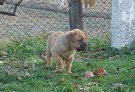 Vand catei bullmastiff