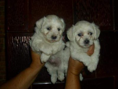 Catei de vanmzare rasa Shihtzu 