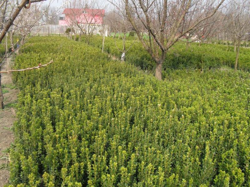 Rulouri de gazon buxus si tuia