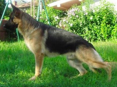 Mascul Ciobanesc german pentru monta