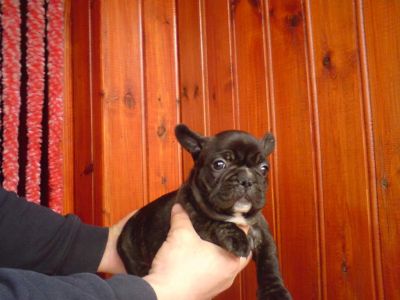 Bulldog francez.cu Pasaport,microcip