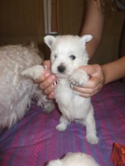 VAND PUIUTI WESTIE