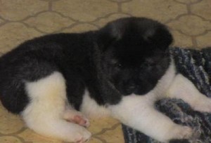 Catei Akita inu si Amerikan spre vanzare