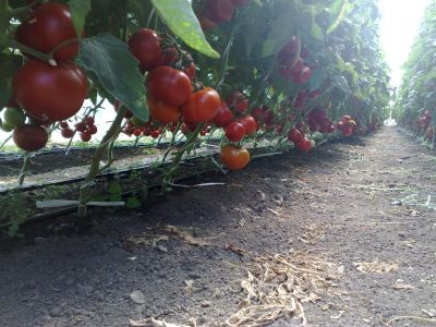 Vand rasaduri de legume pentru solar si gradina 2012