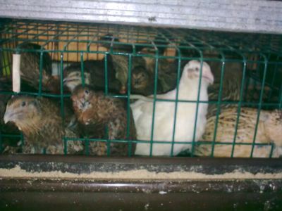 Prepelite bio Bucuresti (oua, carne, prepelite)