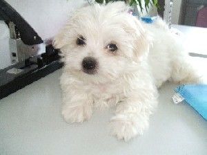 Bichon Maltez albi talie mini 800 ron