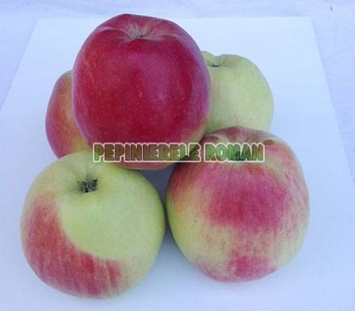 Pepiniera pomicola - vindem pomi fructiferi aclimatizati ptr. Romania