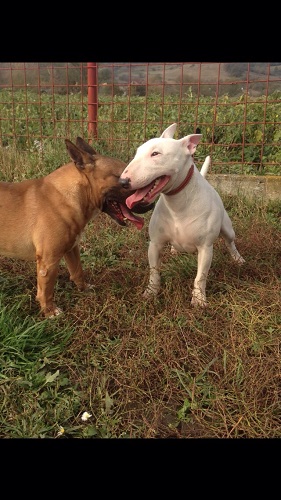 Vand catei bull terrier
