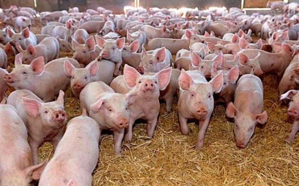 Ferme de porci in Germania 1700 euro