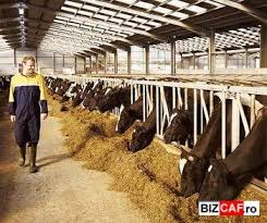 Ferme animale in Sicilia 1.200 Euro