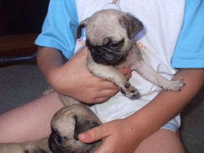 Mops pug de vanzare