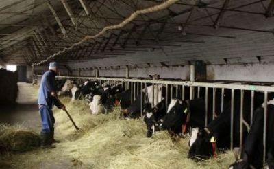 Locuri de munca noi la ferme de vaci in Austria 1000 Euro