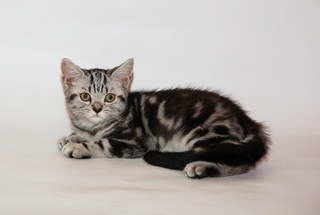 Vand British Shorthair Silver Tabby