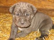 Mastino Napoletano