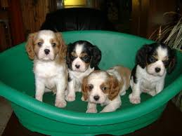 Cavalier King Charles Spaniel