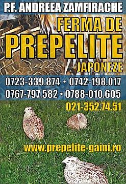 Vindem pui de prepelita,carne,oua consum si incubat 