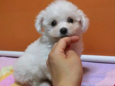 BICHON FRISE DE VANZARE
