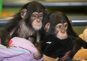 Drăguț și excelent cimpanzeu pentru adopție               