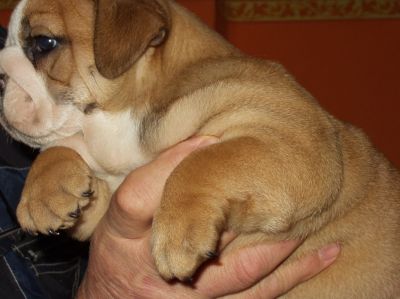 Bulldog Englez cu carnet de sanatate..
